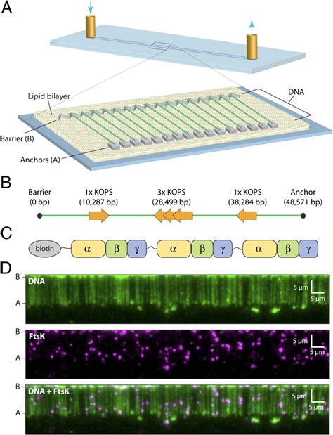 Single Molecule Imaging Of Dna Curtains Reveals Mechanisms Of Kops