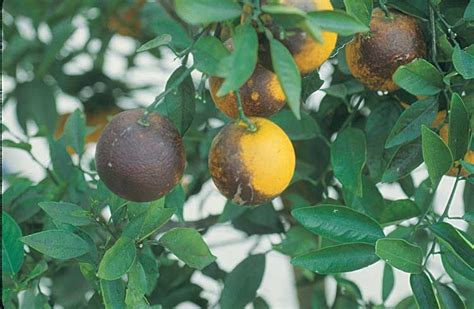 Hs Ch A Guide To Citrus Mite Identification