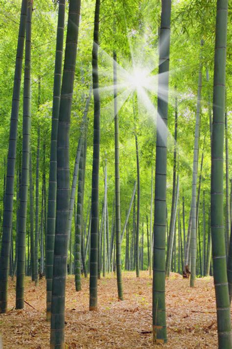 无人竖图室外白天正面旅游度假美景树林太阳植物竹子许多阴影光线影子景观竹笋娱乐笋树树木绿色阳光