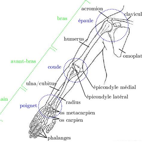 1 Détail de la structure osseuse du membre supérieur humain L épaule