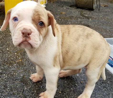 American Bulldog Puppies For Sale | Memphis, TN #184394