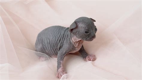 30 Hairless Cute Cats Beautiful In Their Unique Way