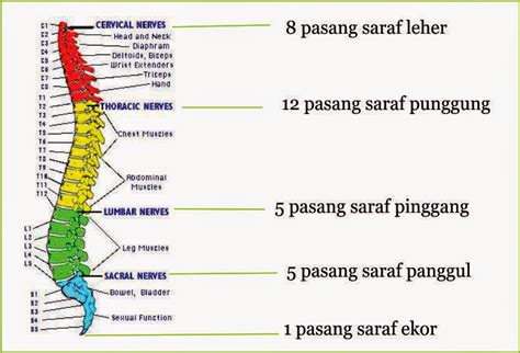 Biology Insight Saraf Somatik