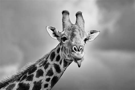 Giraffe Sticking Out Its Tongue - B&W Fine Art Wildlife Photographer Prints