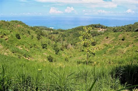 Premium Photo | Lush foliage