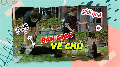 Bàn giao Panda cho chủ sau khi tốt nghiệp Border Collie chó chăn