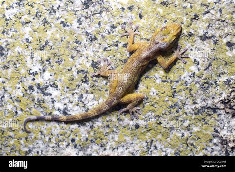 Adult Golden Gecko Calodactylodes Aureus A Rare Lizard Species From