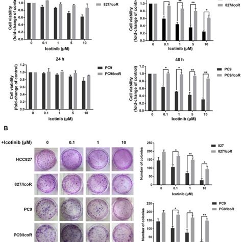 Integrin α5fak Stat3akt Signaling Pathway Enhances Icotinib