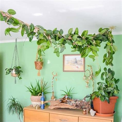 12 Fast Growing Indoor Vines | Balcony Garden Web