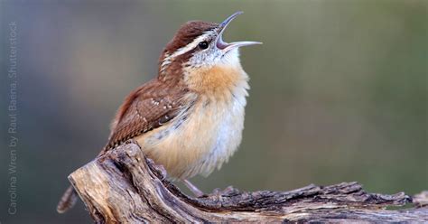 Carolina Wren - American Bird Conservancy