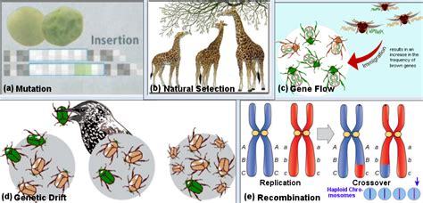 Unicellular Organisms