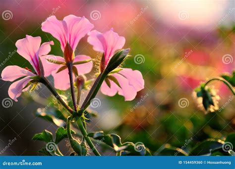 Nature Background Colorful Geranium Flower Blossom Vibrant In Garden