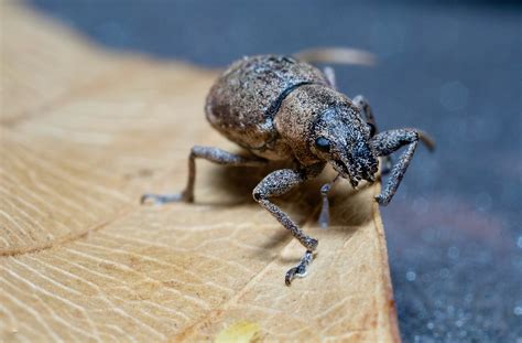 Cretsiz Weevils Ve B Cek G Rseli Pixabay