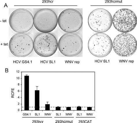 Cell Colony Formation Efficiency Of The Hcv Replicon Was Enhanced By