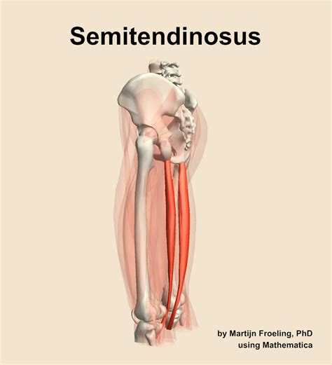 The Semitendinosus Muscle Of The Thigh