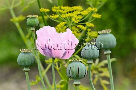 Image Pavot Somnif Re Papaver Somniferum Images De Plantes