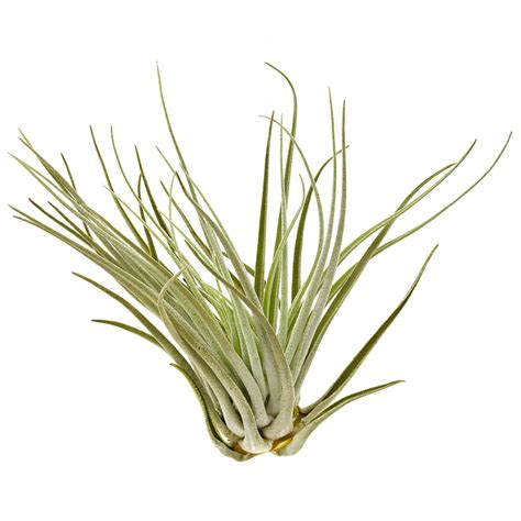 Tillandsia Oaxacana Einzelpflanze M Aquasabi Aquaristik Shop