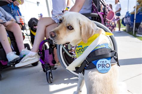 DogFest North Central exceeds fundraising goal - Canine Companions