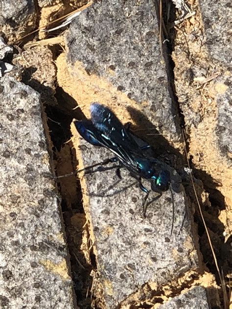 Saw This Iridescent Blue Bug On A Palm Tree In San Diego I’ve Never Seen One Before It Crawled