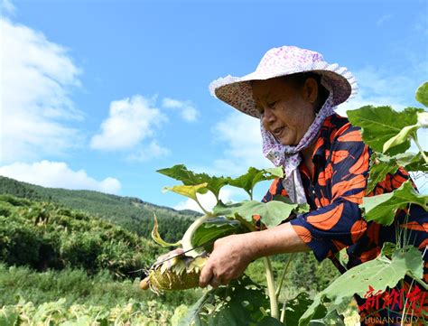 常宁：田间地头秋色浓，百亩油葵话秋实 衡阳 新湖南