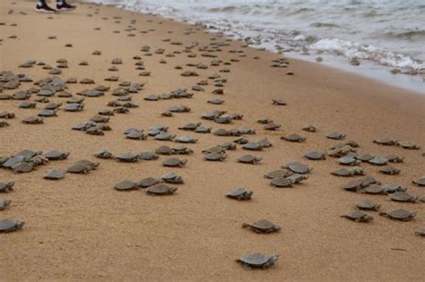 Soltura de quelônios aquáticos mostra importância da espécie para a