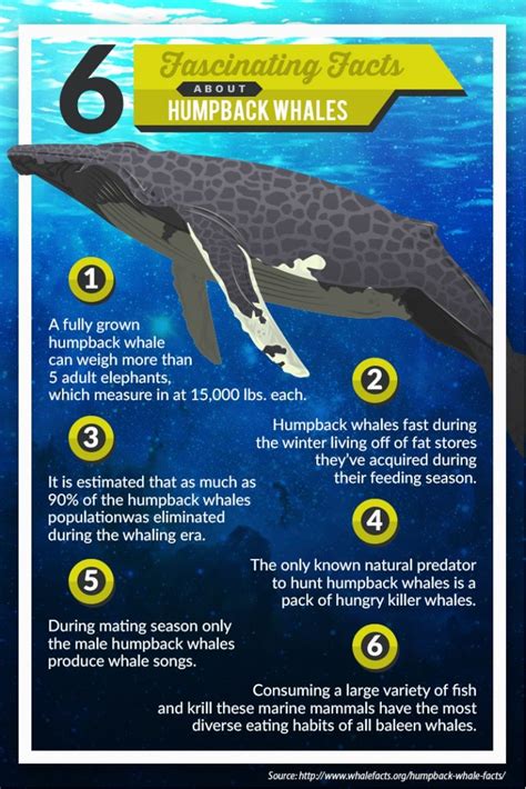 6 Fascinating Humpback Whale Facts