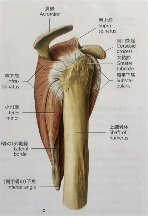 基礎解剖学「肩関節を安定させるためには・・？？棘上筋編」 Hearts Bridge