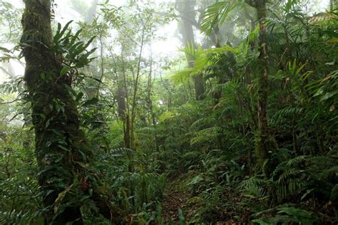 Captura De Carbono Itto The International Tropical Timber Organization