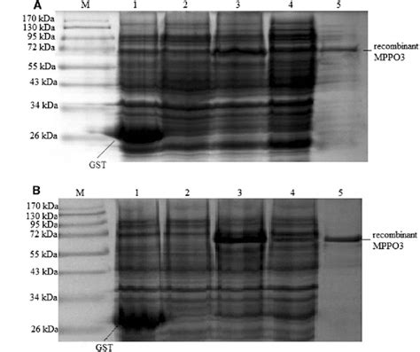 Sds Page Analysis Of The Recombinant Mature Ppo And Mature Ppo