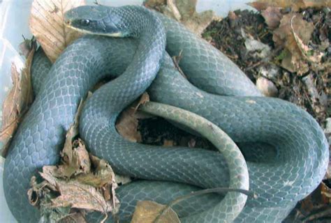 Snakes Blue Racer Snakes