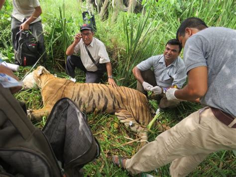 Fear And Hardship For The Last Community Inside Chitwan Nepals Tiger