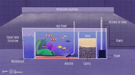 How To Make A Saltwater Aquarium Set A Comprehensive Guide For Beginners