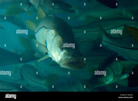 Snook Hi Res Stock Photography And Images Alamy