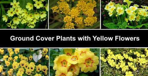 Ground Cover Plants With Yellow Flowers With Pictures