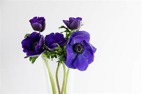5 Flores De Invierno Que Tienes Que Conocer Colvin Blog