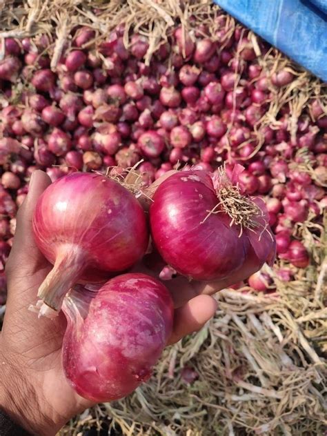 Maharashtra Kg Fresh Indian Red Onion A Grade Onion Size Mm At