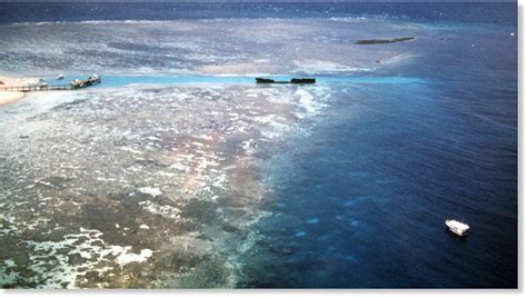 Scientists Warn Great Barrier Reef In Australia Is Undergoing A Complete Ecosystem Collapse