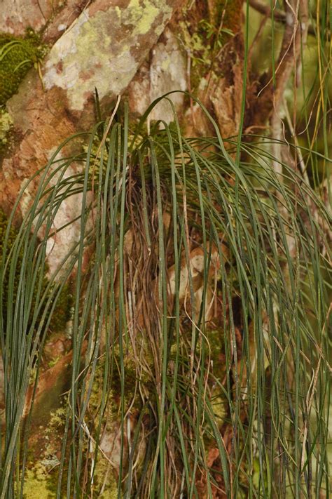 Vittaria lineata (Shoestring Fern) - FSUS