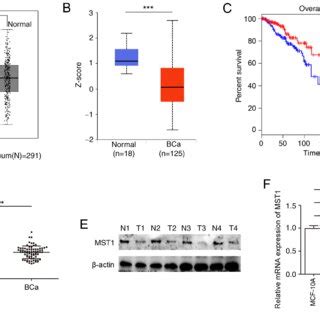 Hippo Signaling Pathway Inhibitors Reverse The Effects Of MST1 On