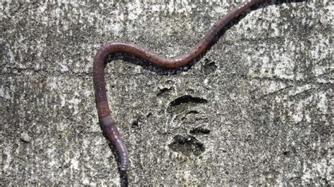 Earthworm Aortic Arches