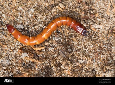 Click beetle larvae hi-res stock photography and images - Alamy