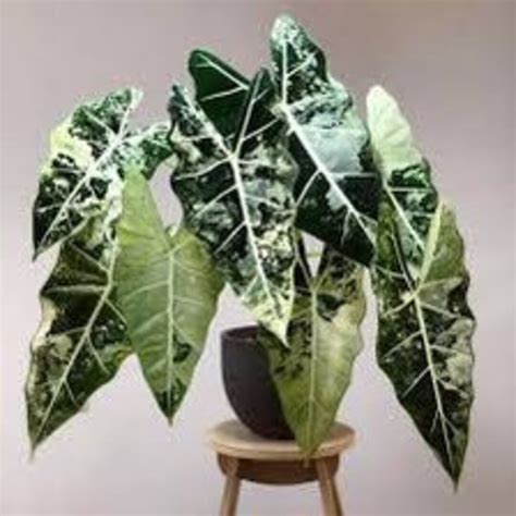 Alocasia Frydrek Variegated Tissue Culture Etsy