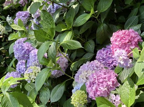 【大阪市東住吉区】長居植物園 あじさいフェア 週末大変にぎわっていました。いよいよあじさい見頃になりました！！ 号外net 住吉区・東住吉区