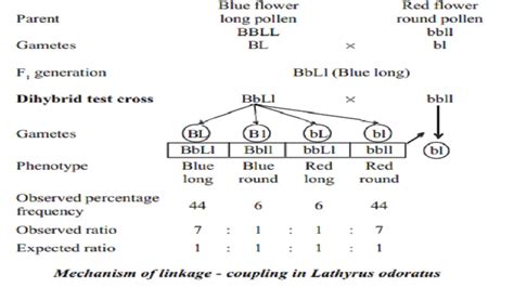 Linkage And Crossing Over