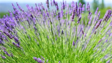 Expert Lavender Growing Tips For Home Gardeners Empress Of Dirt