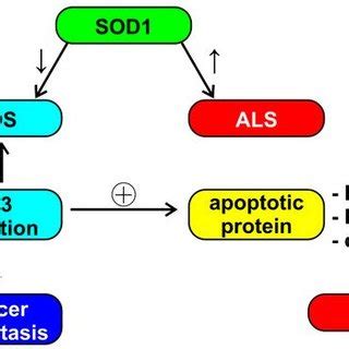 Schematic Representation Of The Possible Role Of Superoxide Dismutase