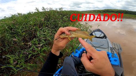 MUITO PEIXE RIO DE ÁGUA BARRENTA ESSA ISCA VOCÊ ARREBENTA