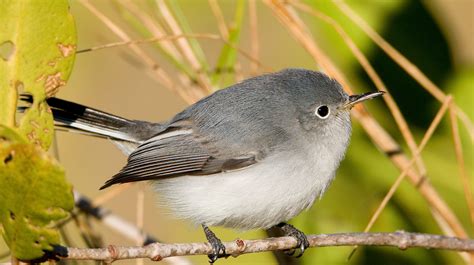 Californias Chaparral Brushlands Home To Dozens Of Bird Species