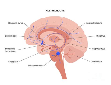 Acetylcholine Cholinergic Pathway Photograph By Pikovit Science Photo Library Pixels