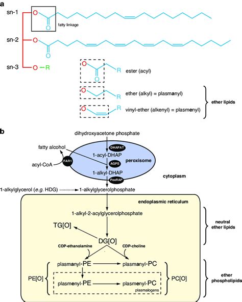 Ether Glycerophospholipid